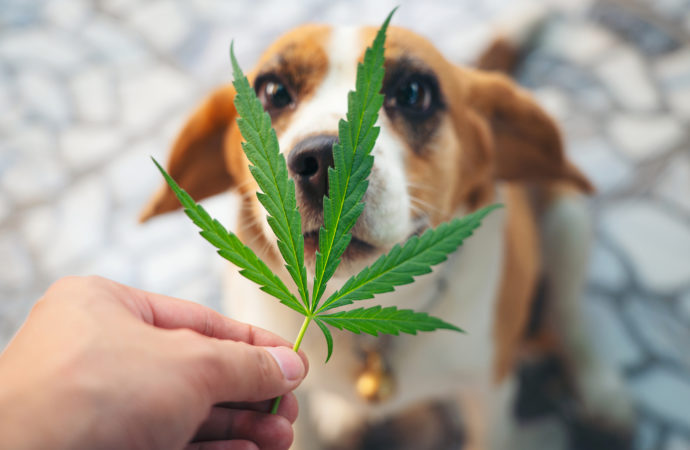 ct24.ceskatelevize.cz: Průzkum ukázal, že Dánové často léčí své psy látkami z Cannabis