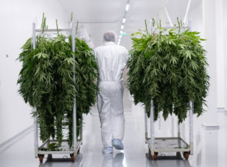 Businessofcannabis.com: Bedrocan otevírá svou vlastní jednotku klinického výzkumu Cannabis