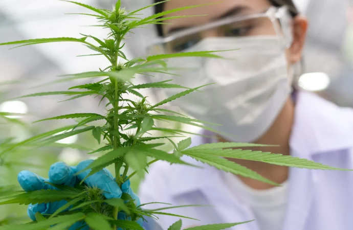 Businessofcannabis.com: Globální exploze lékařské marihuany se blíží