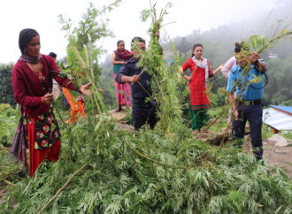 Newsweed.fr: Provincie v Nepálu chce legalizovat Cannabis, zvýší prosperitu na venkově