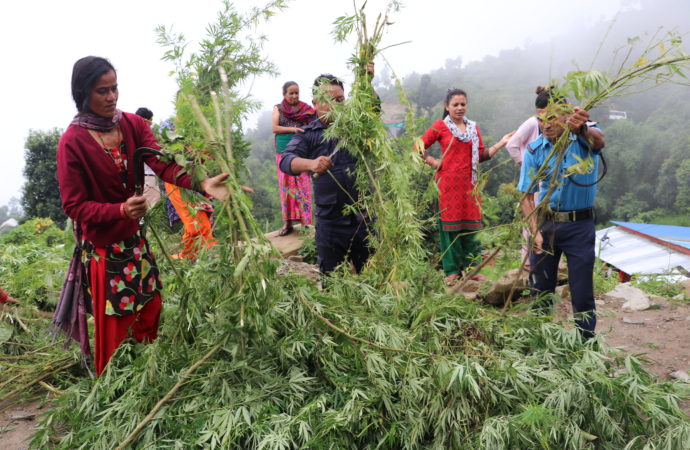 Newsweed.fr: Provincie v Nepálu chce legalizovat Cannabis, zvýší prosperitu na venkově