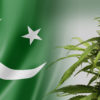 Internationalcbc.com: Pákistán schválil vytvoření agentury pro regulaci konopí