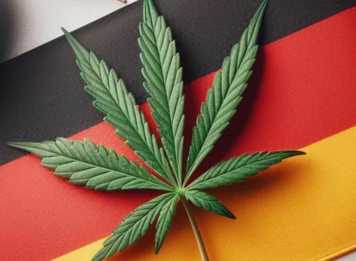 Msn.com: Německo částečně legalizuje marihuany. Bartoš: Česko by mělo příklad následovat