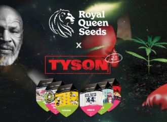 Royal Queen Seeds × Mike Tyson: Tvrdá spolupráce!