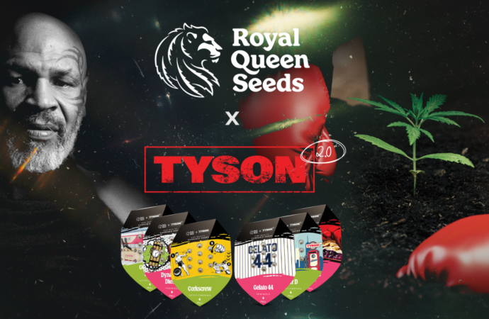 Royal Queen Seeds × Mike Tyson: Tvrdá spolupráce!