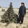 Pak and Afghan cannabis seeds – První legální seedbanka v afganistánu? (Foto)
