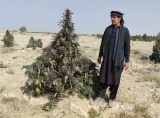 Pak and Afghan cannabis seeds – První legální seedbanka v afganistánu? (Foto)