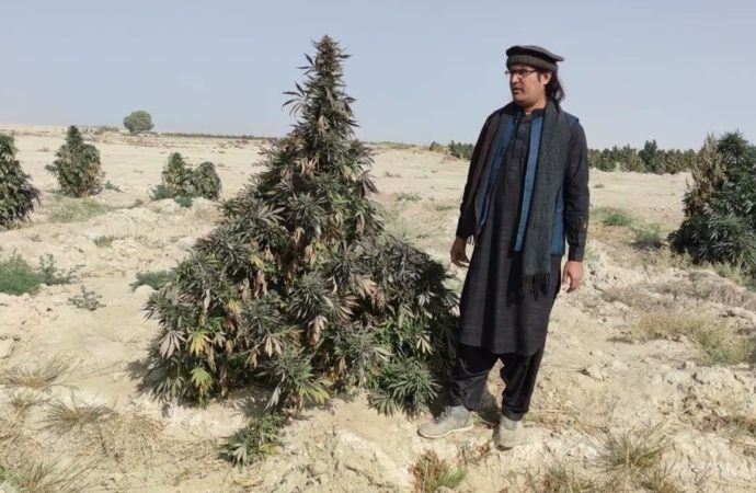 Pak and Afghan cannabis seeds – První legální seedbanka v afganistánu? (Foto)