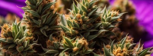 20 nejlepších Cannabis kmenů k vyzkoušení v roce 2024