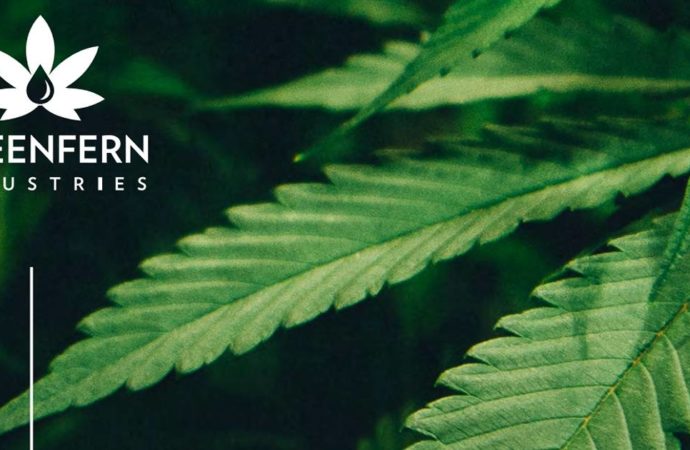 Scoop.co.nz: Novozélandský Greenfern oznamuje export lékařské marihuany