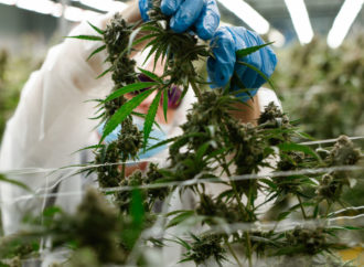 Benzigna.com: Izraelská společnost hlásí rekordní tržby za rok 2023, chce převést Cannabis operace na „třetí stranu“