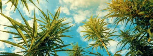 Kauainownews.com: Hawaii – Senátní výbory prosazují zákon o legalizaci marihuany