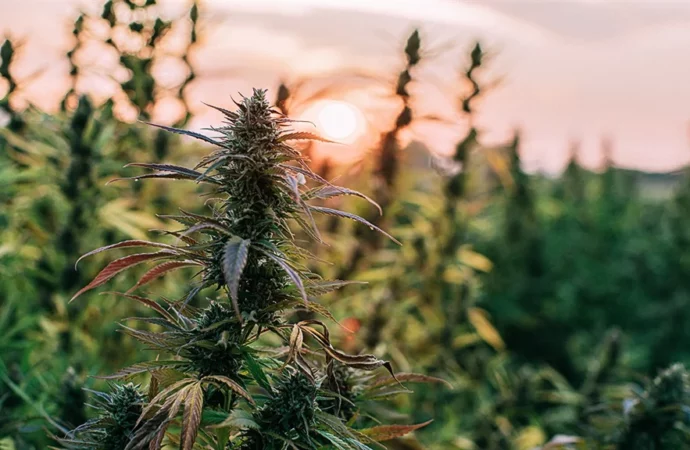 Newsday.co.zw: Malawijský licencovaný Cannabis farmář uvězněn