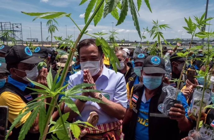 Aljazeera.com: Vzkvétající thajská Cannabis kultura je ohrožena, vláda usiluje o zákaz! (Foto)